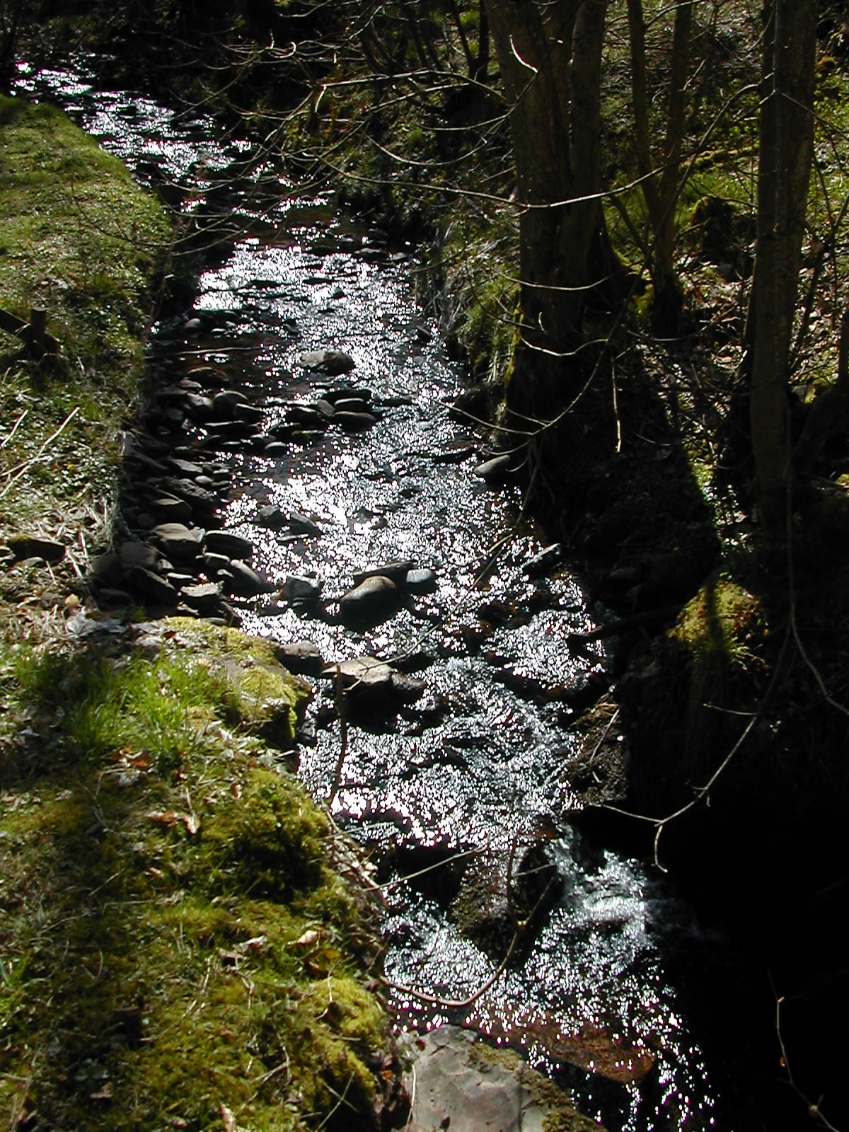 Newtyle the Den